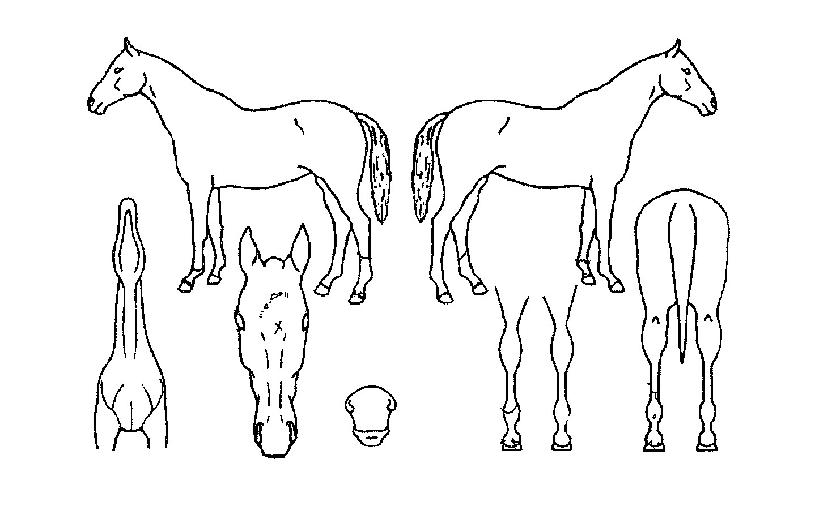 �ɱ��� ����,���,�޸�,�λ�,�ٸ��� Ư¡����