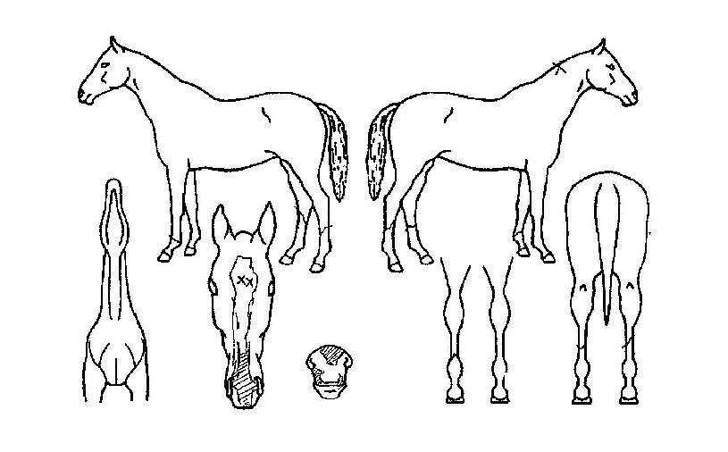 ���ǵ������ ����,���,�޸�,�λ�,�ٸ��� Ư¡����