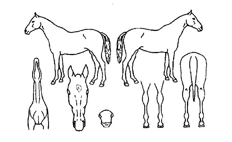 ½ºÇ÷»µðµåÀÇ Ãø¸é,¿ì¸é,µÞ¸é,µÎ»ó,´Ù¸®ÀÇ Æ¯Â¡µµÇØ