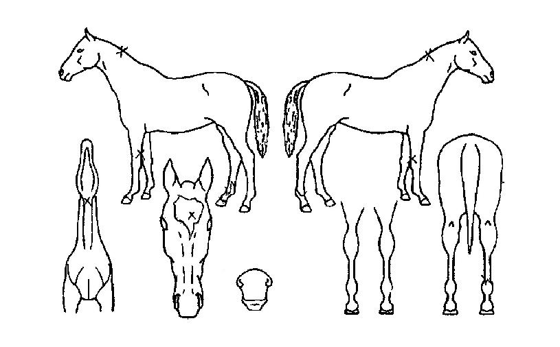 �νó����� ����,���,�޸�,�λ�,�ٸ��� Ư¡����