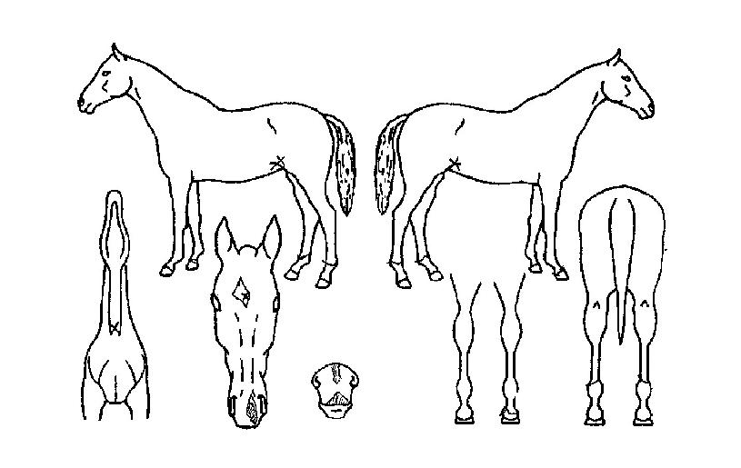 �����������ڸ��� ����,���,�޸�,�λ�,�ٸ��� Ư¡����