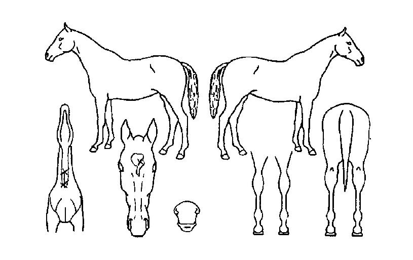 ÀÓÆÑÆ®ÀÇ Ãø¸é,¿ì¸é,µÞ¸é,µÎ»ó,´Ù¸®ÀÇ Æ¯Â¡µµÇØ