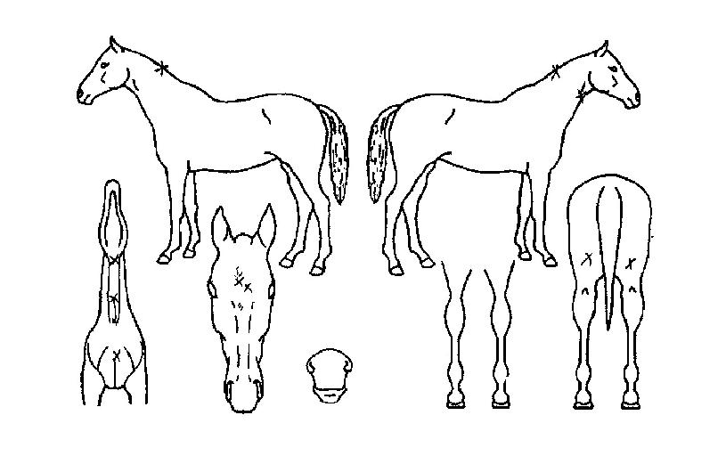 �����ǹٴ��� ����,���,�޸�,�λ�,�ٸ��� Ư¡����