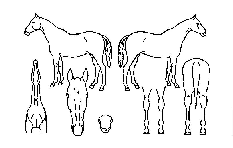 ¸¶À̹̼ÐÀÇ Ãø¸é,¿ì¸é,µÞ¸é,µÎ»ó,´Ù¸®ÀÇ Æ¯Â¡µµÇØ