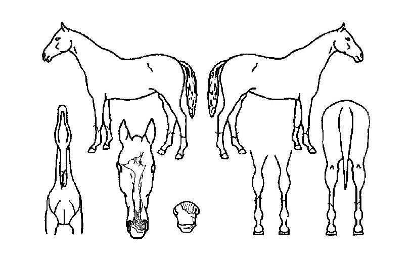 �������� ����,���,�޸�,�λ�,�ٸ��� Ư¡����