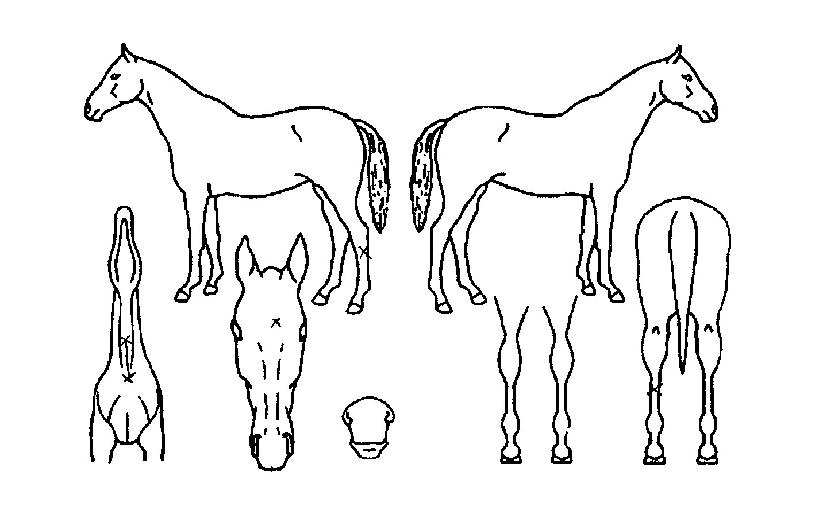 Ǫ¸¥¿¡À̽ºÀÇ Ãø¸é,¿ì¸é,µÞ¸é,µÎ»ó,´Ù¸®ÀÇ Æ¯Â¡µµÇØ