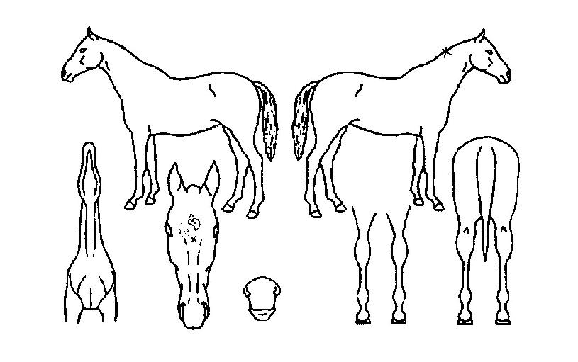 º£½ºÆ®º¸½ºÀÇ Ãø¸é,¿ì¸é,µÞ¸é,µÎ»ó,´Ù¸®ÀÇ Æ¯Â¡µµÇØ