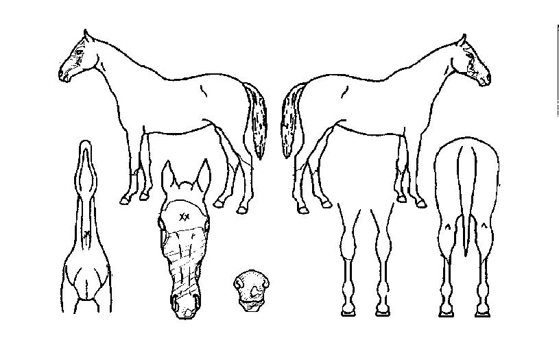 è�Ǿ������� ����,���,�޸�,�λ�,�ٸ��� Ư¡����