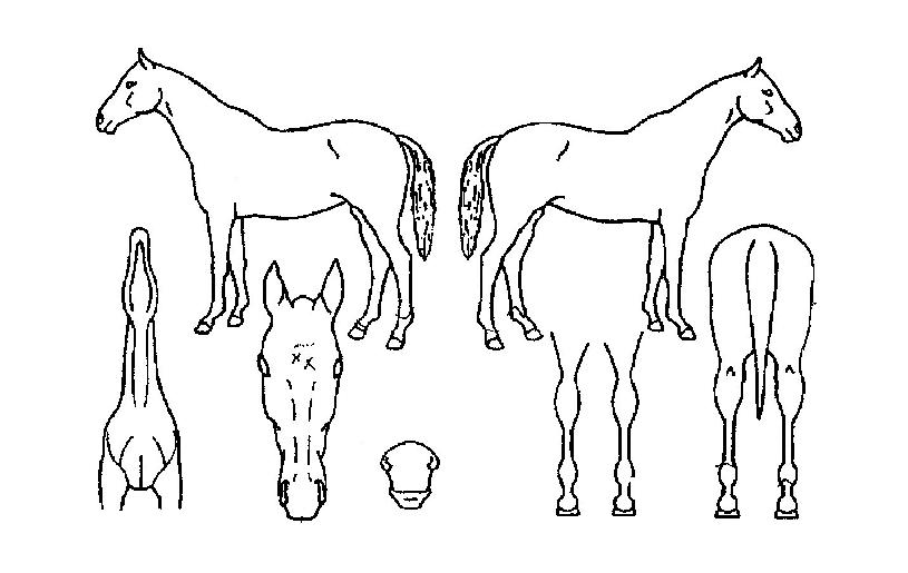 õ���������� ����,���,�޸�,�λ�,�ٸ��� Ư¡����