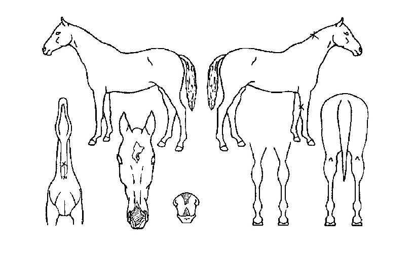 �ݺ��¾��� ����,���,�޸�,�λ�,�ٸ��� Ư¡����