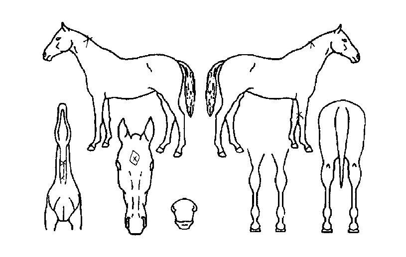 Ŭ¶óÀ̹ÖÀÇ Ãø¸é,¿ì¸é,µÞ¸é,µÎ»ó,´Ù¸®ÀÇ Æ¯Â¡µµÇØ