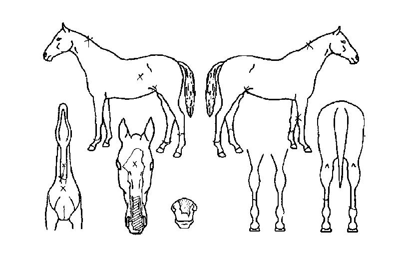 ºòÈùÆ®ÀÇ Ãø¸é,¿ì¸é,µÞ¸é,µÎ»ó,´Ù¸®ÀÇ Æ¯Â¡µµÇØ