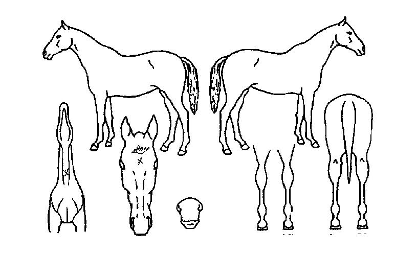 À©ÆÐÆÂÀÇ Ãø¸é,¿ì¸é,µÞ¸é,µÎ»ó,´Ù¸®ÀÇ Æ¯Â¡µµÇØ