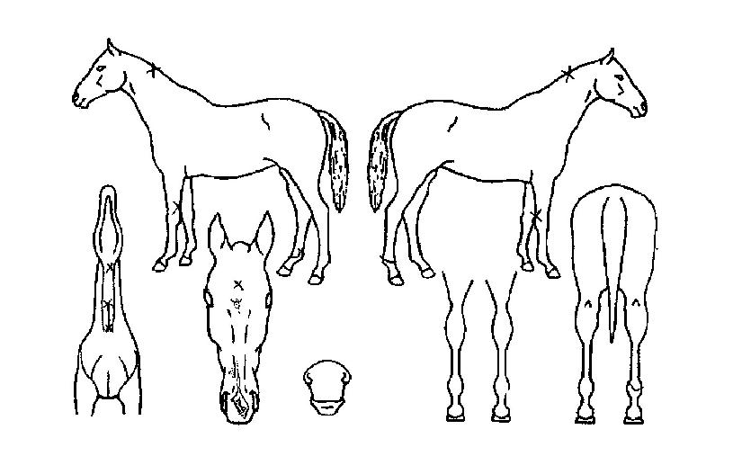 ������������ ����,���,�޸�,�λ�,�ٸ��� Ư¡����