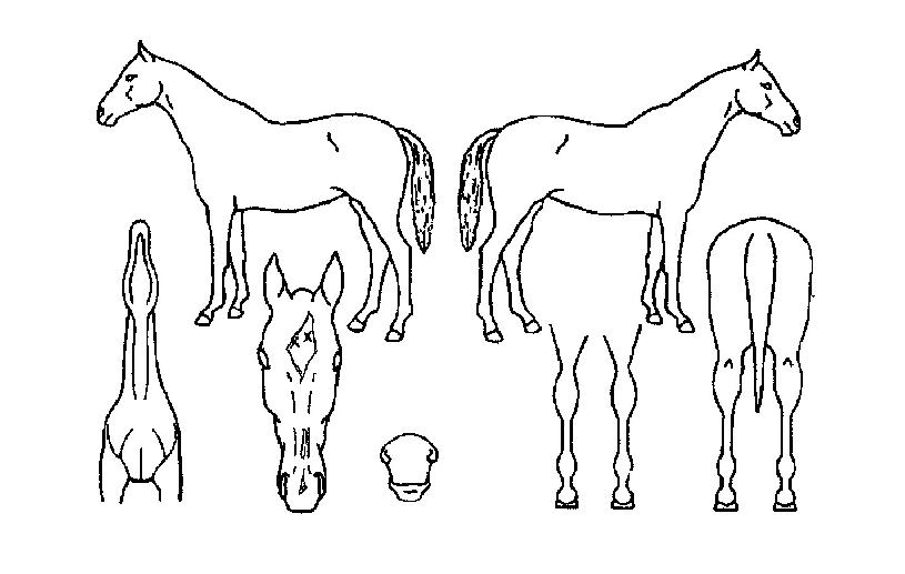 ��󺸶������� ����,���,�޸�,�λ�,�ٸ��� Ư¡����