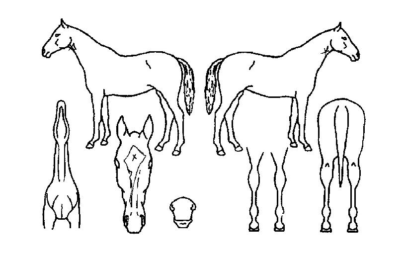 ¿µ¾Ï°øÁÖÀÇ Ãø¸é,¿ì¸é,µÞ¸é,µÎ»ó,´Ù¸®ÀÇ Æ¯Â¡µµÇØ