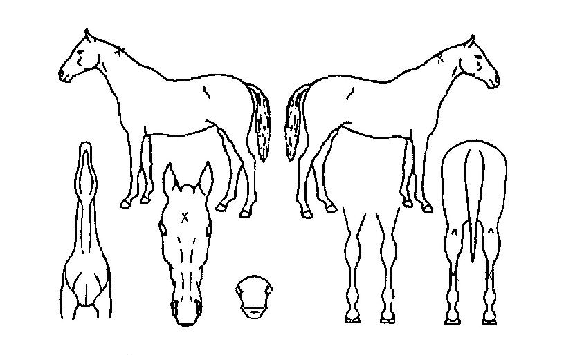 ���ȭ�̾��� ����,���,�޸�,�λ�,�ٸ��� Ư¡����