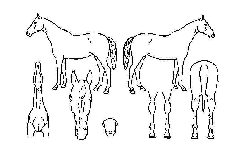 ī�����ڸ��� ����,���,�޸�,�λ�,�ٸ��� Ư¡����