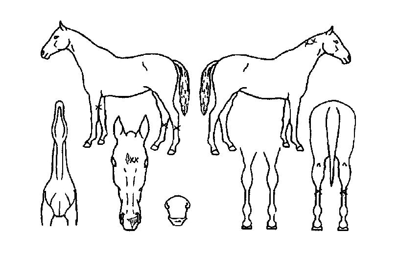 ���긮���ڸ��� ����,���,�޸�,�λ�,�ٸ��� Ư¡����