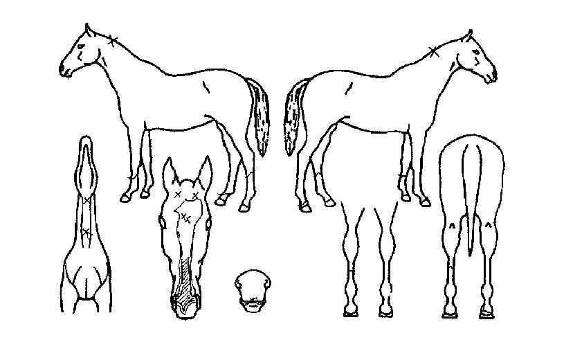 ¸í¹°ÀÇ Ãø¸é,¿ì¸é,µÞ¸é,µÎ»ó,´Ù¸®ÀÇ Æ¯Â¡µµÇØ