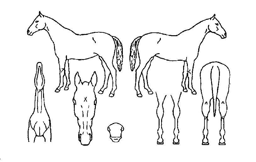 �н������۷θ��ڸ��� ����,���,�޸�,�λ�,�ٸ��� Ư¡����