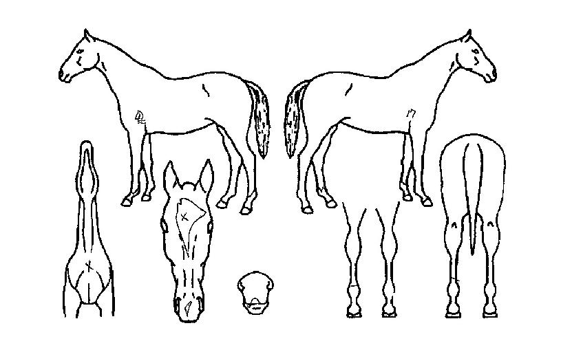 ���ϵ巯���� ����,���,�޸�,�λ�,�ٸ��� Ư¡����