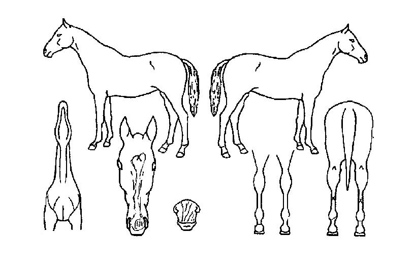 Àý¿µ¸¶ÀÇ Ãø¸é,¿ì¸é,µÞ¸é,µÎ»ó,´Ù¸®ÀÇ Æ¯Â¡µµÇØ