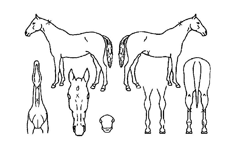 ¼¼¸í½º¸¶ÀÏÀÇ Ãø¸é,¿ì¸é,µÞ¸é,µÎ»ó,´Ù¸®ÀÇ Æ¯Â¡µµÇØ