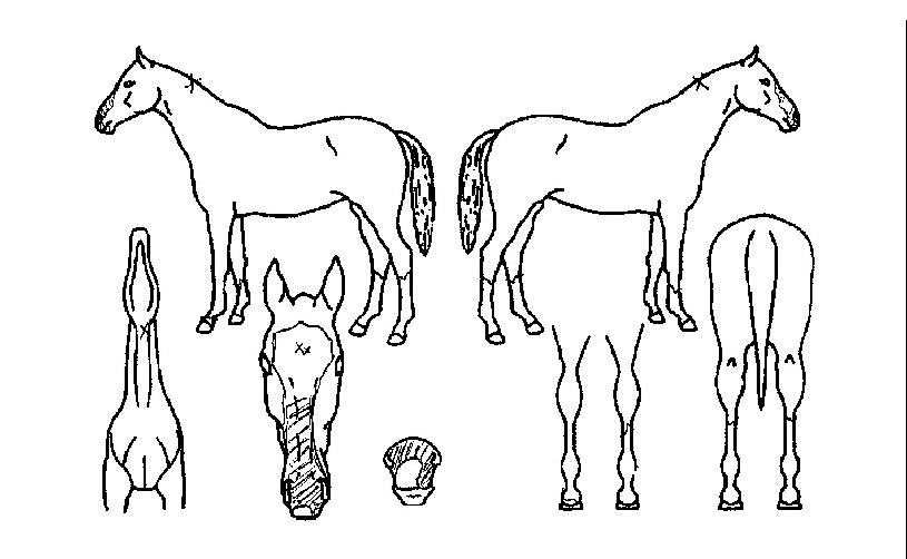 ���纣��Ʈ�� ����,���,�޸�,�λ�,�ٸ��� Ư¡����