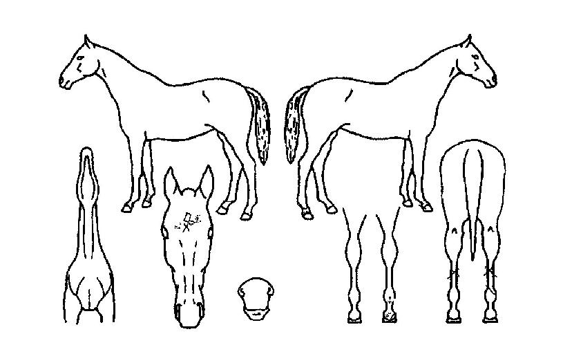 ��������Ʈ�� ����,���,�޸�,�λ�,�ٸ��� Ư¡����