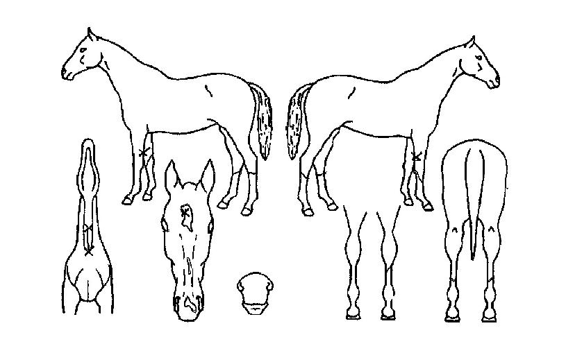 ��ũ���� ����,���,�޸�,�λ�,�ٸ��� Ư¡����