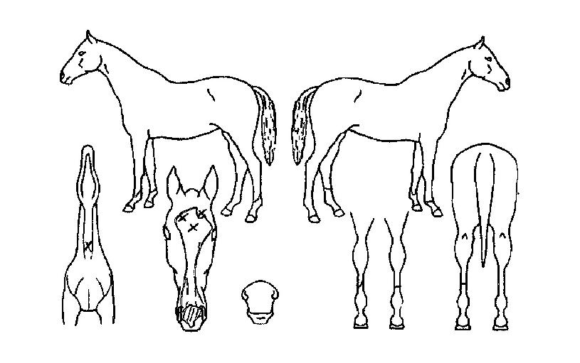 õ³â°È£ÀÇ Ãø¸é,¿ì¸é,µÞ¸é,µÎ»ó,´Ù¸®ÀÇ Æ¯Â¡µµÇØ