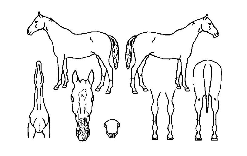 ���������� ����,���,�޸�,�λ�,�ٸ��� Ư¡����