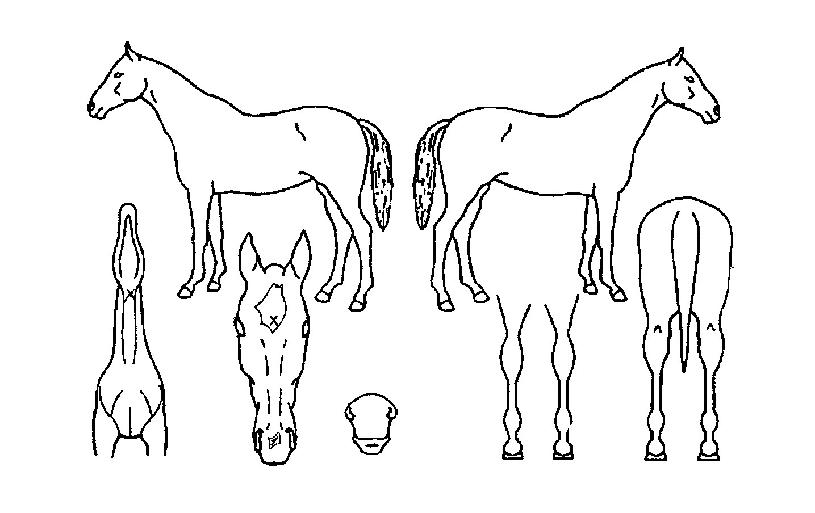 ��徲���� ����,���,�޸�,�λ�,�ٸ��� Ư¡����