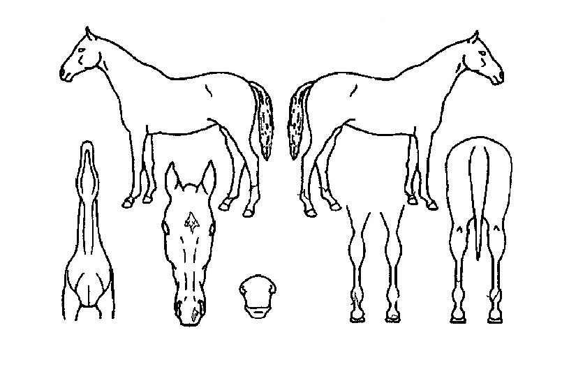 ½ºÆä¼ÈÇ÷¹À̽ÃÁîÀÚ¸¶ÀÇ Ãø¸é,¿ì¸é,µÞ¸é,µÎ»ó,´Ù¸®ÀÇ Æ¯Â¡µµÇØ