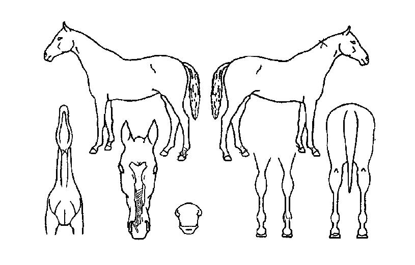 ¶ó¿ÂÆÒÅÒÀÇ Ãø¸é,¿ì¸é,µÞ¸é,µÎ»ó,´Ù¸®ÀÇ Æ¯Â¡µµÇØ