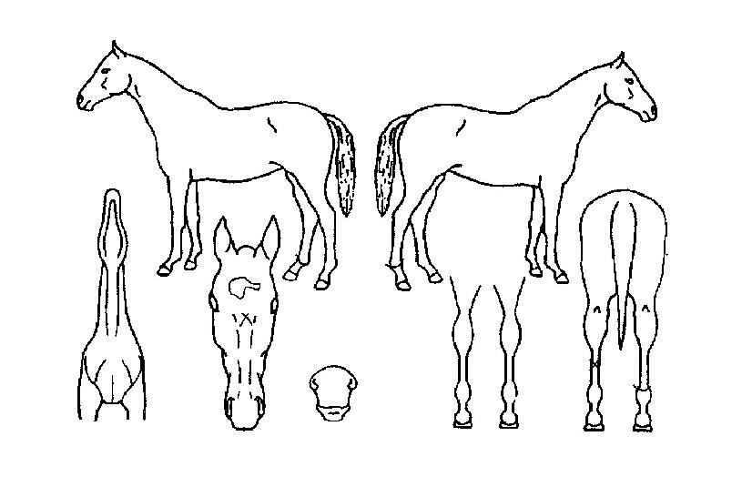 ��¿��������� ����,���,�޸�,�λ�,�ٸ��� Ư¡����