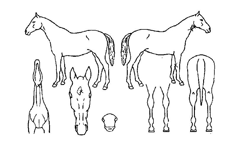 Á¶À̳ÊĸƾÀÇ Ãø¸é,¿ì¸é,µÞ¸é,µÎ»ó,´Ù¸®ÀÇ Æ¯Â¡µµÇØ