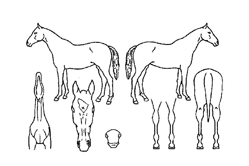 �Ƹ����� ����,���,�޸�,�λ�,�ٸ��� Ư¡����