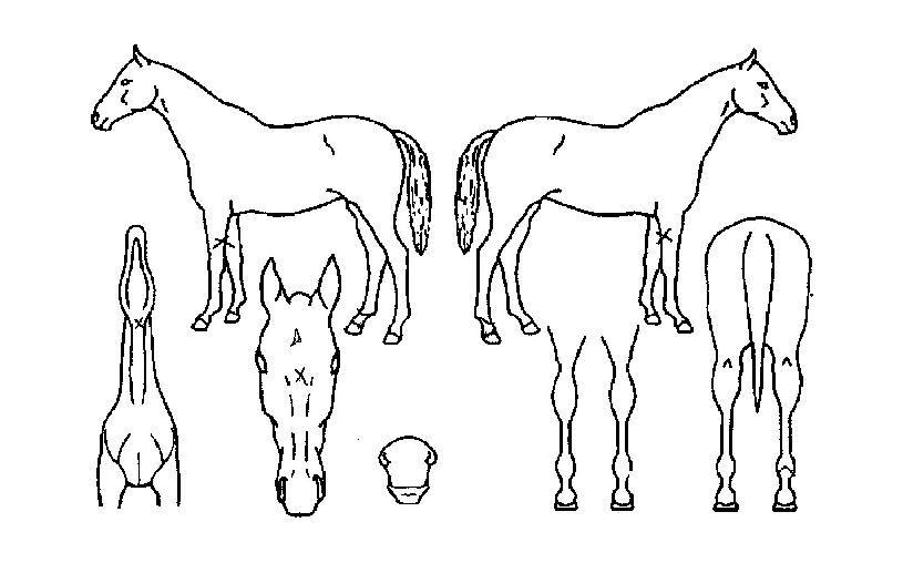 À¯¸ÞÀ̵å¹Ì·¯ºêÀ¯ÀÚ¸¶ÀÇ Ãø¸é,¿ì¸é,µÞ¸é,µÎ»ó,´Ù¸®ÀÇ Æ¯Â¡µµÇØ