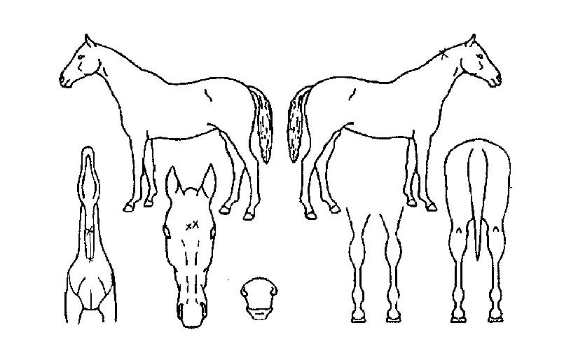 õ���� ����,���,�޸�,�λ�,�ٸ��� Ư¡����