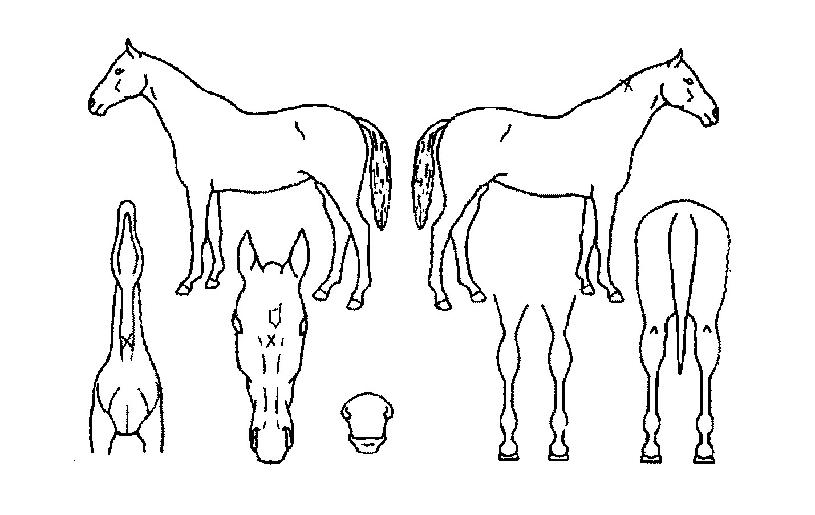 ·¹À̵ðÀÎÆ®·ç½ÃÀÚ¸¶ÀÇ Ãø¸é,¿ì¸é,µÞ¸é,µÎ»ó,´Ù¸®ÀÇ Æ¯Â¡µµÇØ