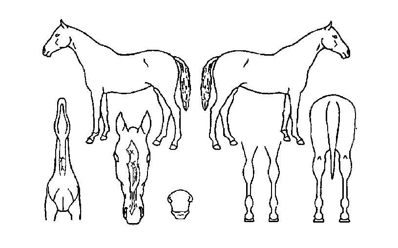 ´õºíÀ®ÁîÀÇ Ãø¸é,¿ì¸é,µÞ¸é,µÎ»ó,´Ù¸®ÀÇ Æ¯Â¡µµÇØ