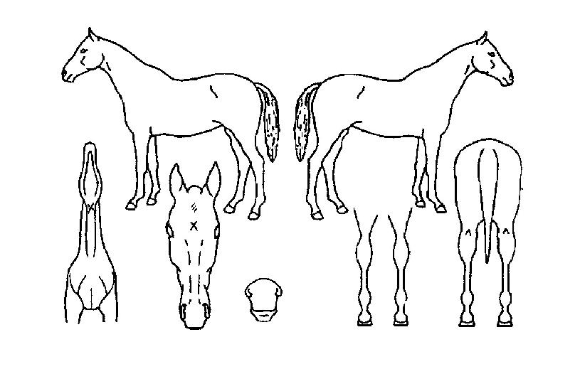 Áß¾ÓÀÇÀå¼öÀÇ Ãø¸é,¿ì¸é,µÞ¸é,µÎ»ó,´Ù¸®ÀÇ Æ¯Â¡µµÇØ