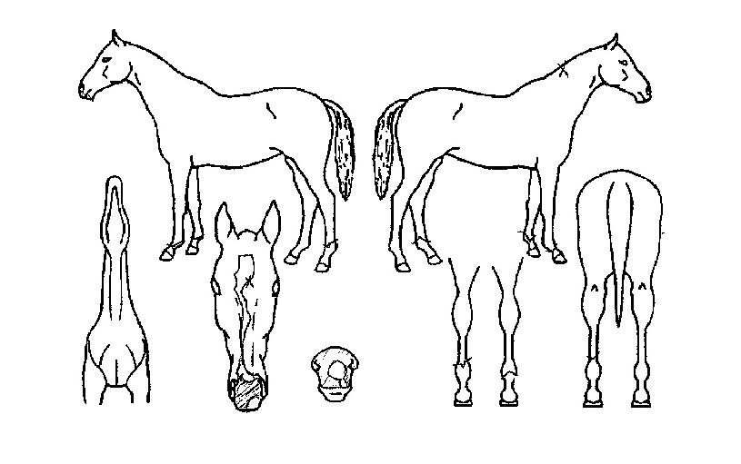 ½ºÇǵå´ÚÅÍÀÇ Ãø¸é,¿ì¸é,µÞ¸é,µÎ»ó,´Ù¸®ÀÇ Æ¯Â¡µµÇØ