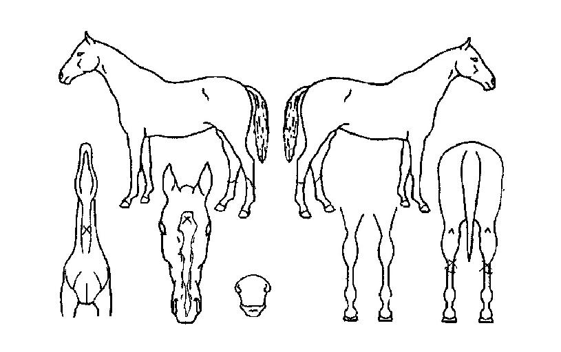 �������ʸ��ڸ��� ����,���,�޸�,�λ�,�ٸ��� Ư¡����