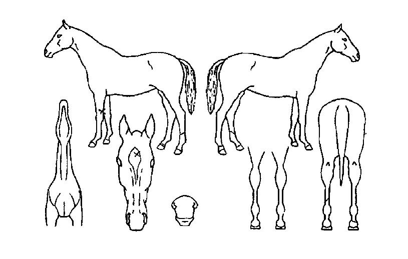 È÷µçÆÄ¿öÀÇ Ãø¸é,¿ì¸é,µÞ¸é,µÎ»ó,´Ù¸®ÀÇ Æ¯Â¡µµÇØ