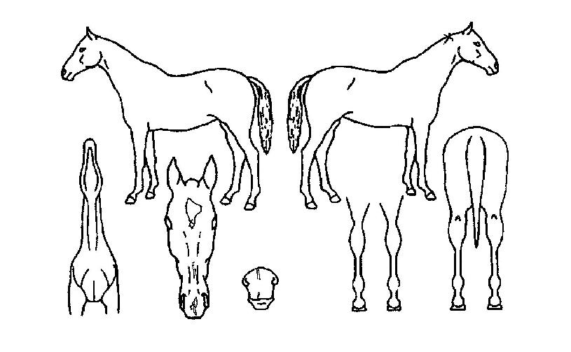 ºí·¯µåÇÏ¿îµåÀÇ Ãø¸é,¿ì¸é,µÞ¸é,µÎ»ó,´Ù¸®ÀÇ Æ¯Â¡µµÇØ