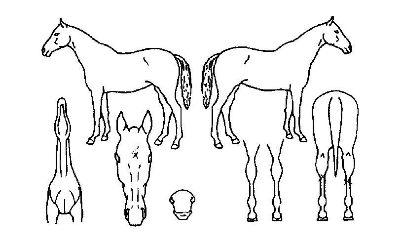 ´ºÅ¬·¡½ºÀÇ Ãø¸é,¿ì¸é,µÞ¸é,µÎ»ó,´Ù¸®ÀÇ Æ¯Â¡µµÇØ