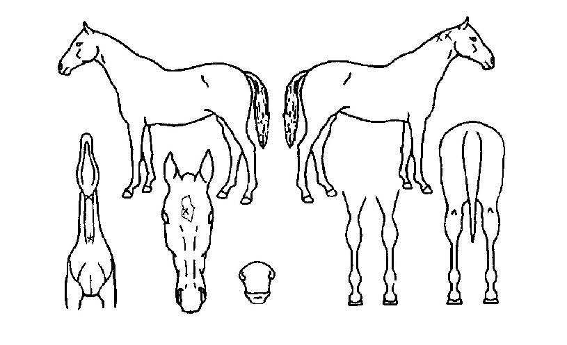 �����̽���Ʋ�� ����,���,�޸�,�λ�,�ٸ��� Ư¡����